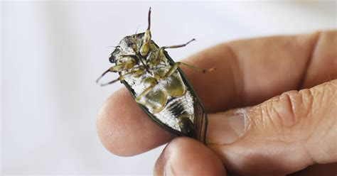 Cicada chirping noise in the open air. How cicadas make that noise, and when it will end