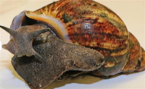 67 Giant African Snails Transported From Lagos Seized At Los Angeles