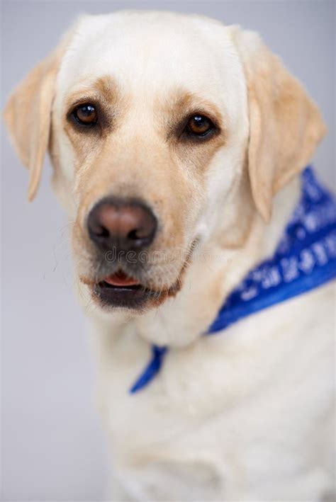 Faithful Golden Labrador Stock Image Image Of Gundog 28669309