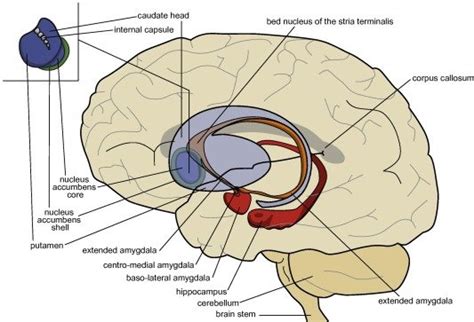 Position Of The Limbic Basal Ganglia Centromedial Amygdala Extended