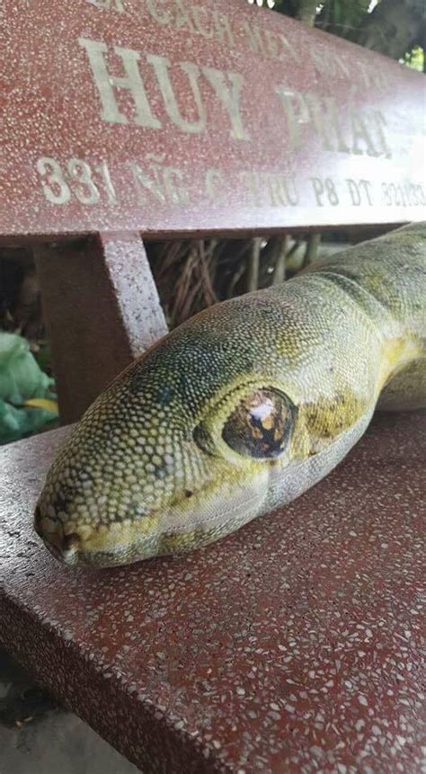 640 koleksi mewarnai gambar hewan cicak hd terbaru gambar hewan via www.gambarhewan.pro. Gambar Cicak Gergasi Ini Sebenarnya Adalah... - M9 Daily ...