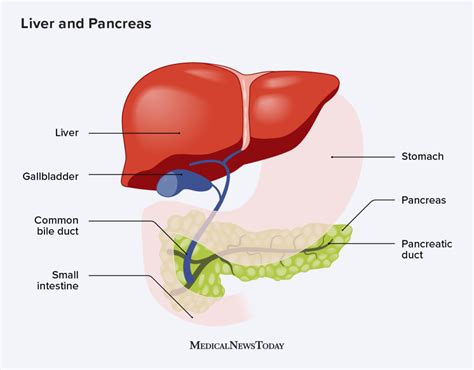 Pancreas Functions And Disorders