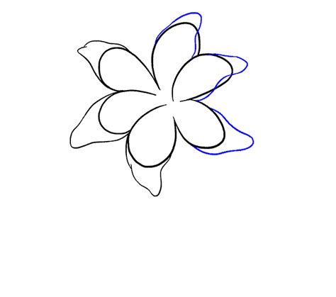 Lily Drawing Transparent Image Png Play