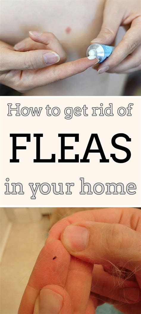 How To Get Rid Of Fleas In Your Home Fleas