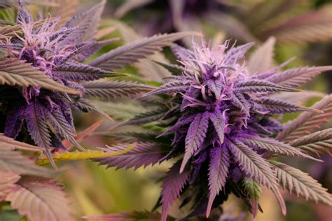 Purple Cannabis What Makes Some Cannabis Turn Purple Sensi Seeds