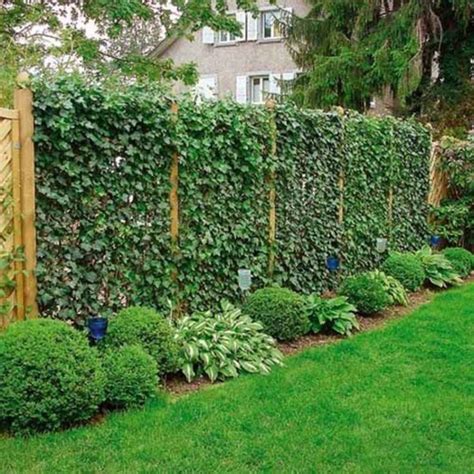 10 best and beautiful living plants fence ideas for your garden goodsgn privacy landscaping