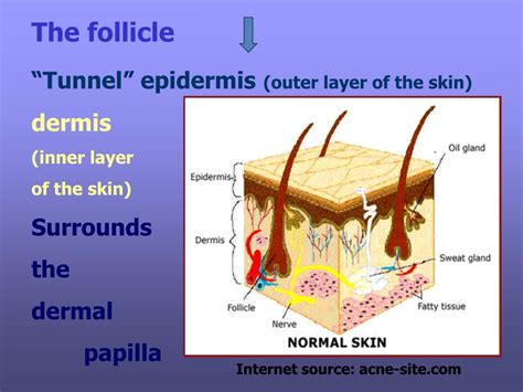 PPT - CHAPTER 11 PROPERTIES OF THE HAIR AND SCALP 2012 ...