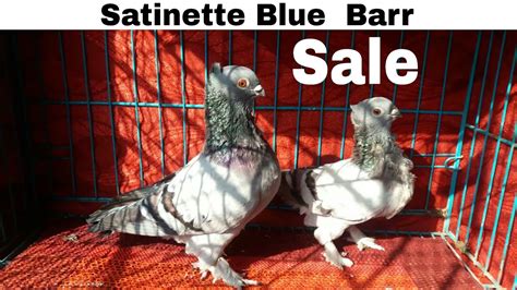 Bluebarsatinettefancypigeonfor Salemumbrafancy Pigeons Youtube
