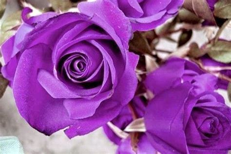 10 Gambar Bunga Warna Purpleunguviolet Gambar Top 10