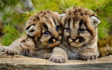 Lovely Mountain Lion Cubs Amazing Photo Of The Day Reviews News