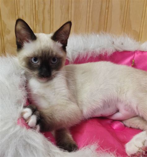 Tinkerbell Is A Snowshoe Siamese Cat Who Is About 4 Months Old Her
