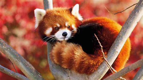 Fakta Unik Panda Merah Si Hewan Yang Menggemaskan