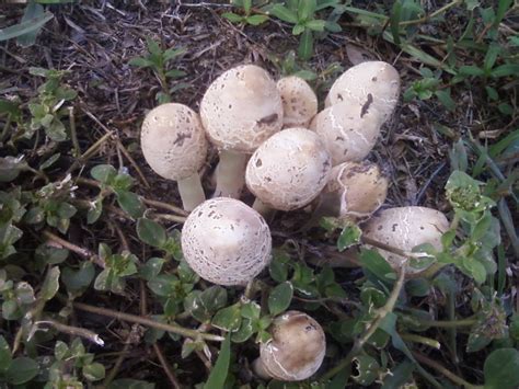 Central Florida Mushrooms Mushroom Hunting And Identification