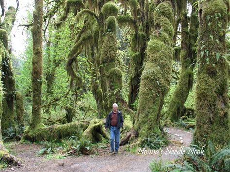 Nonnas Needle Nook Hoh Rain Forest Olympic National