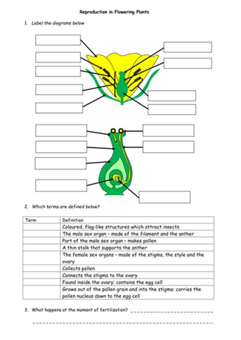 Plant Reproduction Worksheet Pack By Beckystoke Uk Teaching Resources