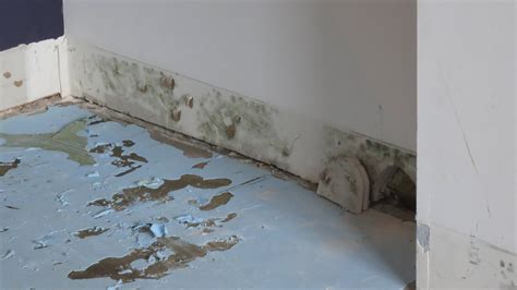 Can You Paint Over Moldy Drywall Mimi Blackburn