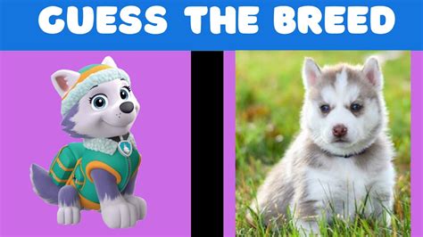 Guess The Breed Paw Patrol Youtube