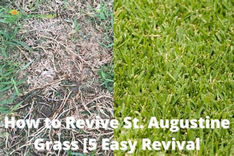 How To Revive St Augustine Grass Easy Revival Methods St