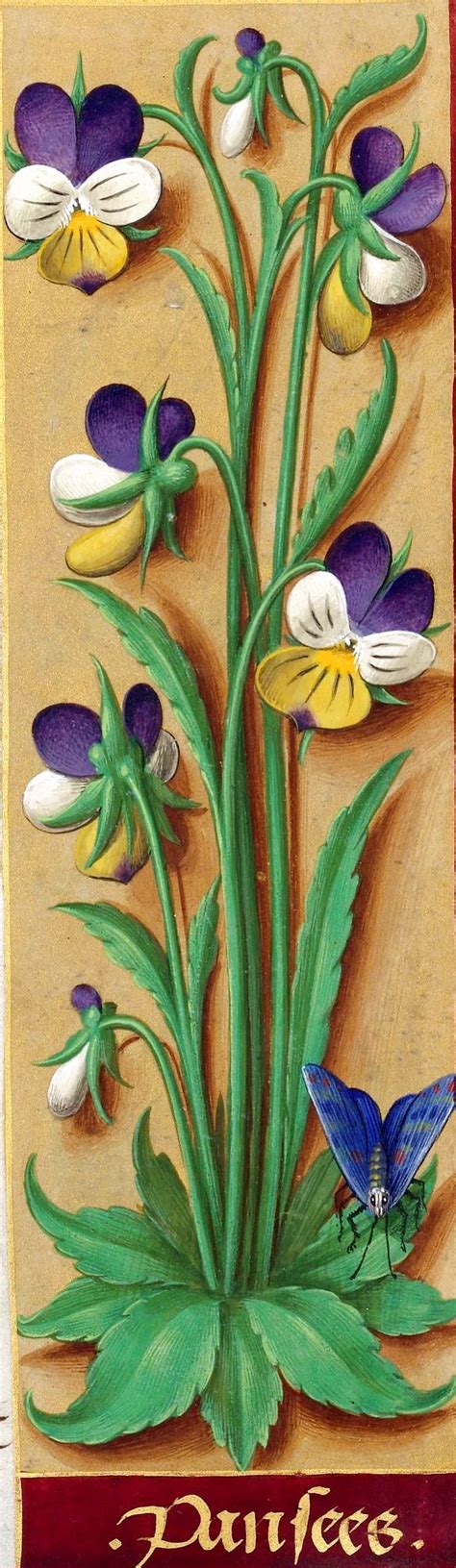 Pin By Olga Lomovskaya On Medieval Manuscript Flower Painting
