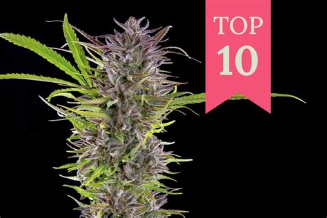 Top 10 High Yielding Outdoor Cannabis Strains Rqs Blog