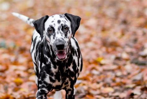 12 Dogs Who Absolutely Fall For Autumn Leaves Petguide