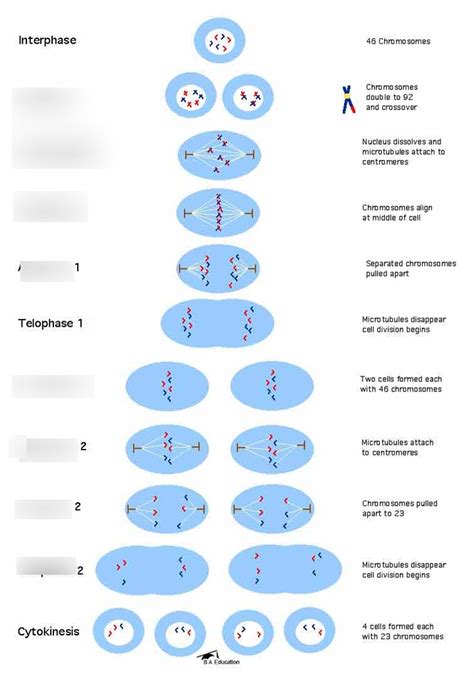 What Are The 8 Stages Of Meiosis In Order Slide Share