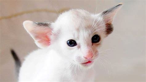 Oriental shorthair cost varies by breeder, but north american buyers should expect to pay between $600 and the oriental is a svelte cat with long tapering lines, very lithe but muscular. Oriental - Price, Personality, Lifespan