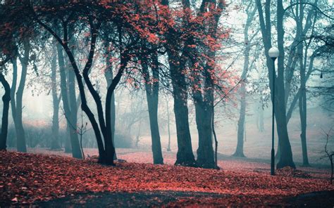 Autumn Foggy Wallpapers Wallpaper Cave