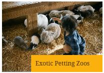 Pet friendly hotels in houston. PETTING ZOO > Houston Petting Zoo Exotic Petting Zoo and ...