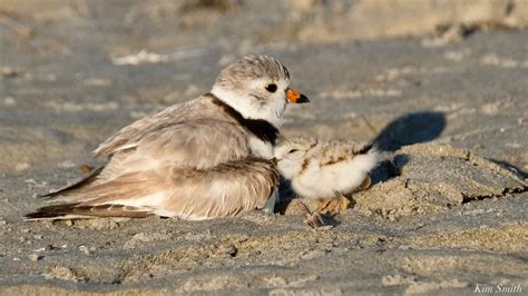 My Daughter The Piping Plover Fledgling Kim Smith Films