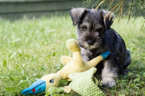 Free gog pc game downloads by direct link. Schnauzer Puppies: Everything You Need to Know | The Dog ...