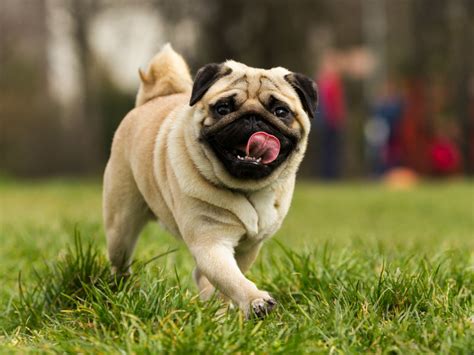Pug Breed Description Information History And Overview