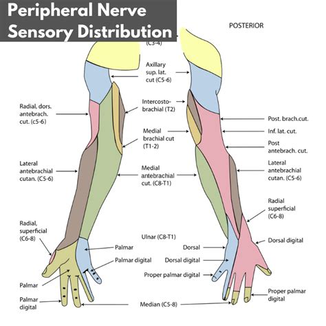 How To Differentiate Between Radiculopathy And Peripheral Neuropathy