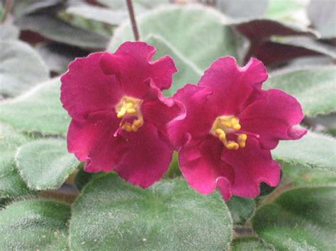 Shanti's African violets: Featured violet: Ness' Red Velvet