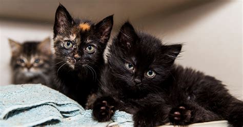 Regular veterinary care and vaccinations are important to keep your companion animals healthy. Baby Kittens For Free Near Me - All You Need Infos