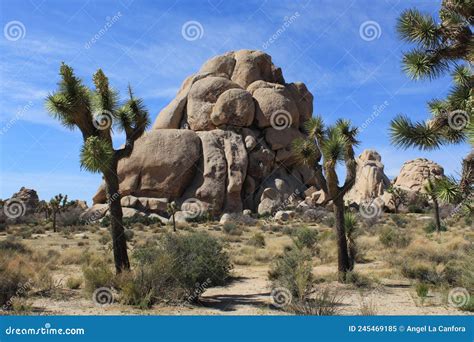 Joshua Trees And Large Rock Formations At Joshua Tree National Park