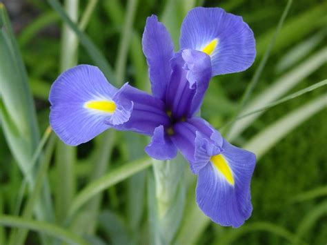 Dutch Iris Iris X Hollandica Sapphire Beauty In The Irises Database