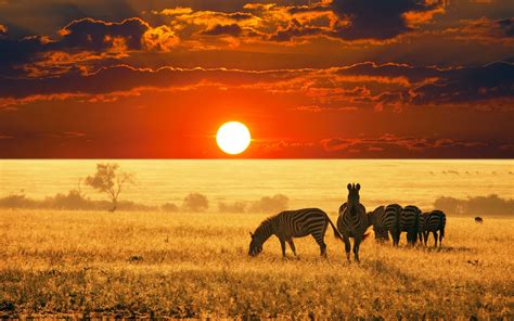 Animals Africa Zebras Sunset Landscape Wallpapers Hd Desktop And