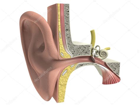 Anatomía Tridimensional Del Oído Humano 2022