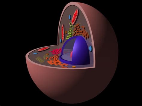 Animal Cell Nucleus 3d Model Eukaryotic Animal Cell 3d 3ds It