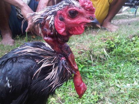 See unbiased reviews of lesehan ayam jantan, rated 3 of 5 on tripadvisor and ranked #6,832 of 9,660 restaurants in there aren't enough food, service, value or atmosphere ratings for lesehan ayam jantan, indonesia yet. Seekor Ayam Kampung Jantan ditemukan Masih Hidup setelah ...