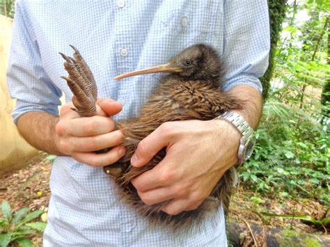 All The Facts About Kiwi New Zealands National Bird Mountain