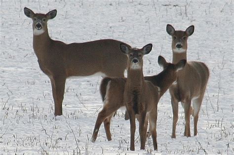 White Tailed Deer State Animal State Symbols Usa