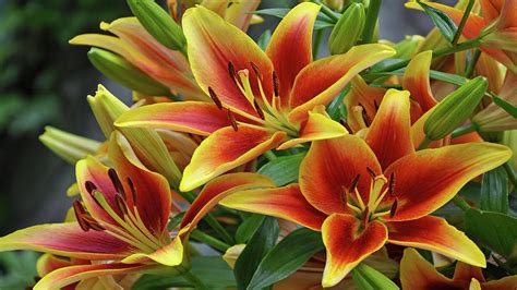 Beautiful Lily Flower Images Youtube
