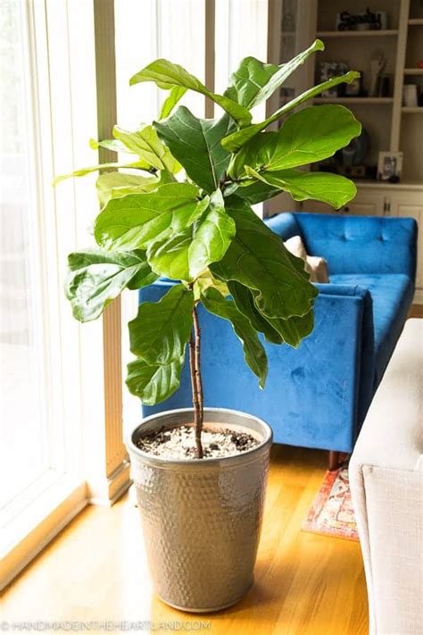 How To Care For A Fiddle Leaf Fig Tree Handmade In The Heartland