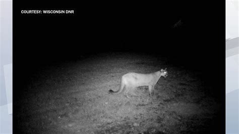 Dnr Confirms Cougar Sighting In Marinette County