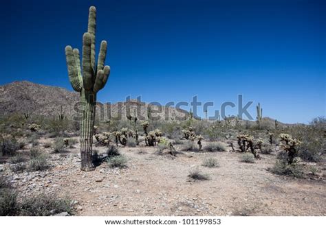 Saguaro Joshua Tree Cactuses Arizona Desert Stock Photo 101199853