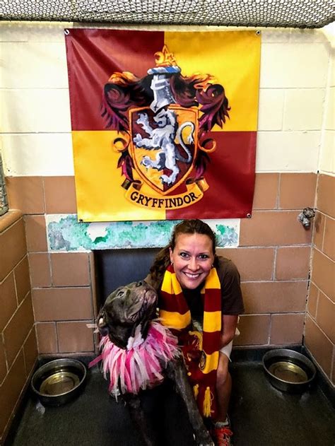 Orlando Pet Alliance Is Sorting Rescued Dogs Into Hogwarts