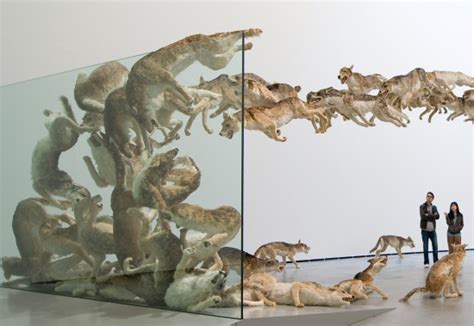 Cai Guo Qiangs Head On If The Wolves Smash Into A Glass Wall Its
