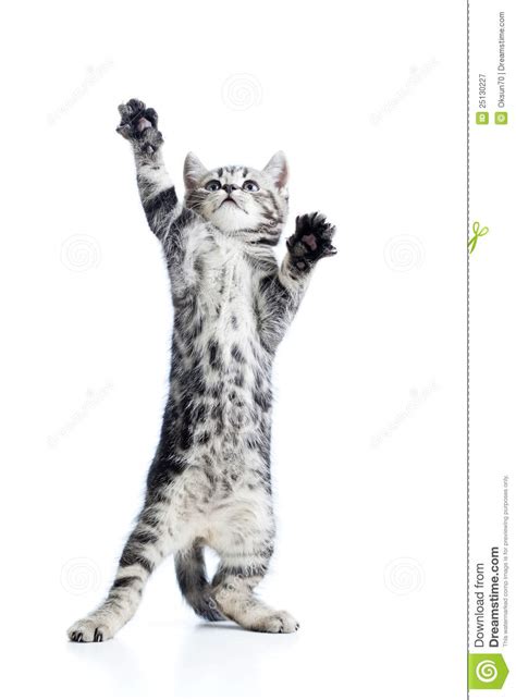 Funny Playful Cat Is Standing Stock Image Image Of Animal Child